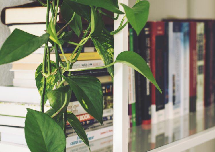 How to make the most of your conservatory this spring